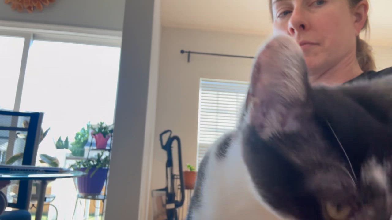 Enlarge Gopher Girl, an adoption pending Domestic Short Hair in Leesburg, VA video 5/6