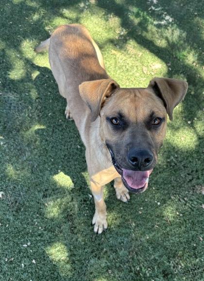 Enlarge Stein, a ADOPTABLE mixed breed in Red Bluff, CA image 4/4