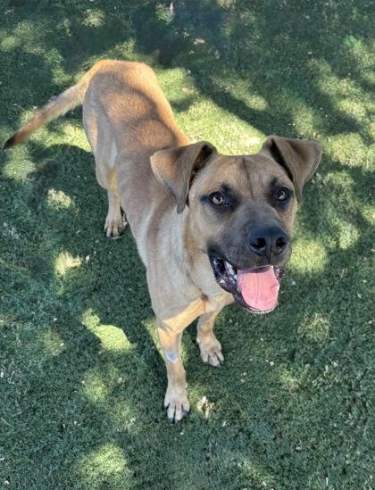 Enlarge Stein, a ADOPTABLE mixed breed in Red Bluff, CA image 3/4