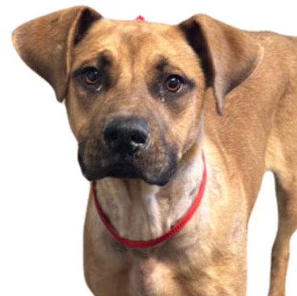 Stein, ADOPTABLE, Young Male German Shepherd Dog.
