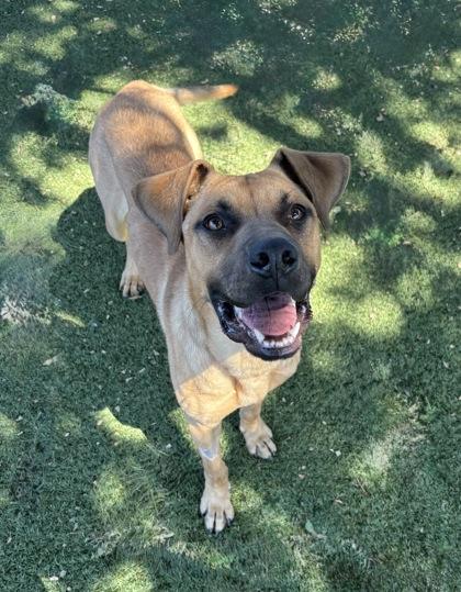 Enlarge Stein, a ADOPTABLE mixed breed in Red Bluff, CA image 2/4