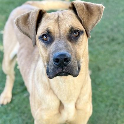 Stein, Adoptable, Young Male Shepherd.