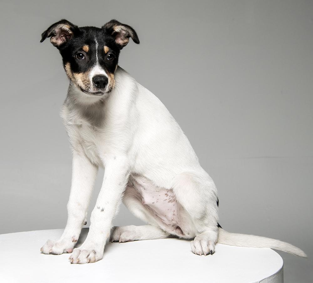 Enlarge Arwyn, a ADOPTABLE mixed breed in Cookeville, TN image 4/5