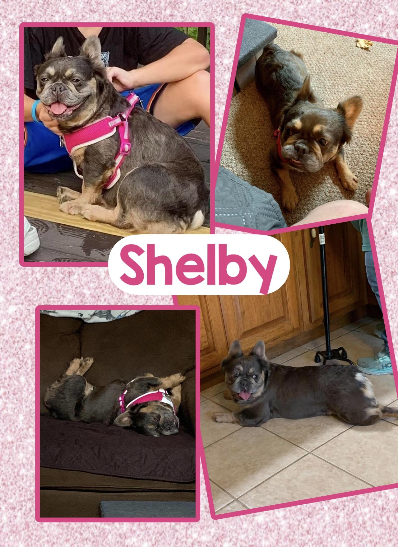 Shelby, ADOPTABLE, Adult Female French Bulldog.