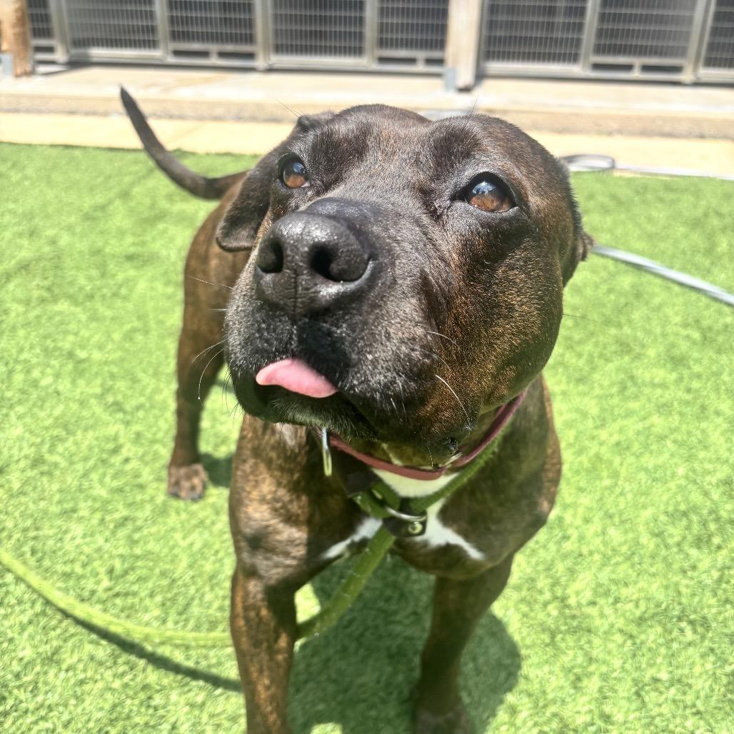 Daffodil, a Adoptable Pit Bull Terrier in Belleville, IL image 1/6