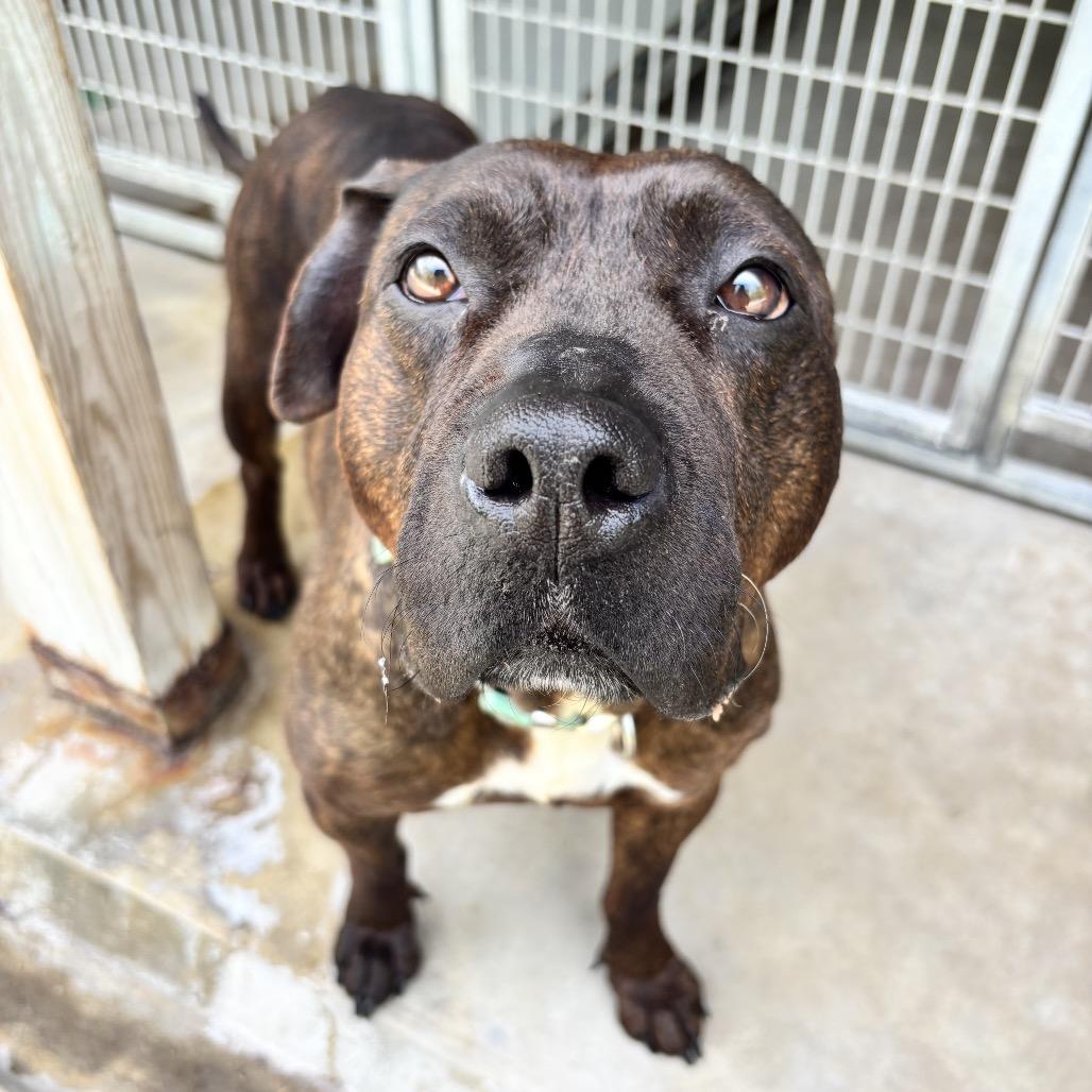 Daffodil, Adoptable, Adult Female Pit Bull Terrier.