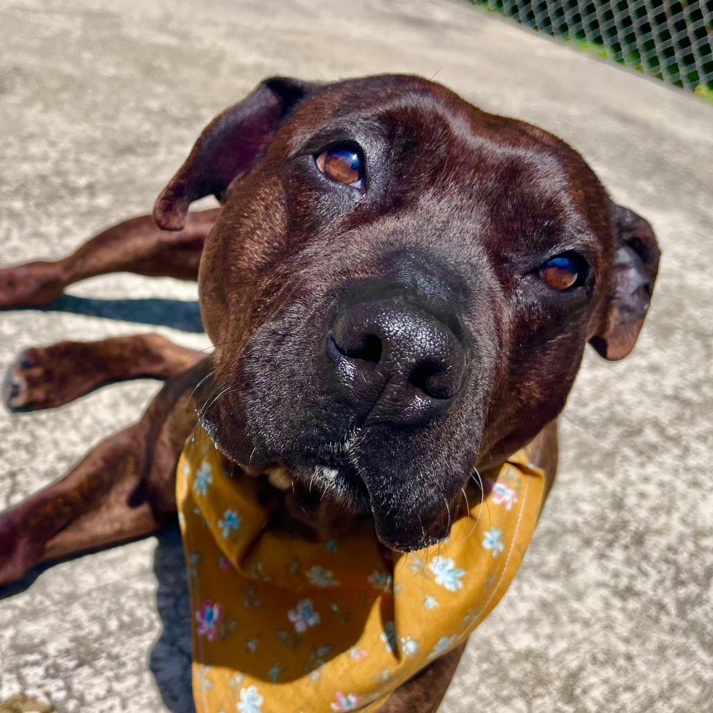 Daffodil, Adoptable, Adult Female Pit Bull Terrier.