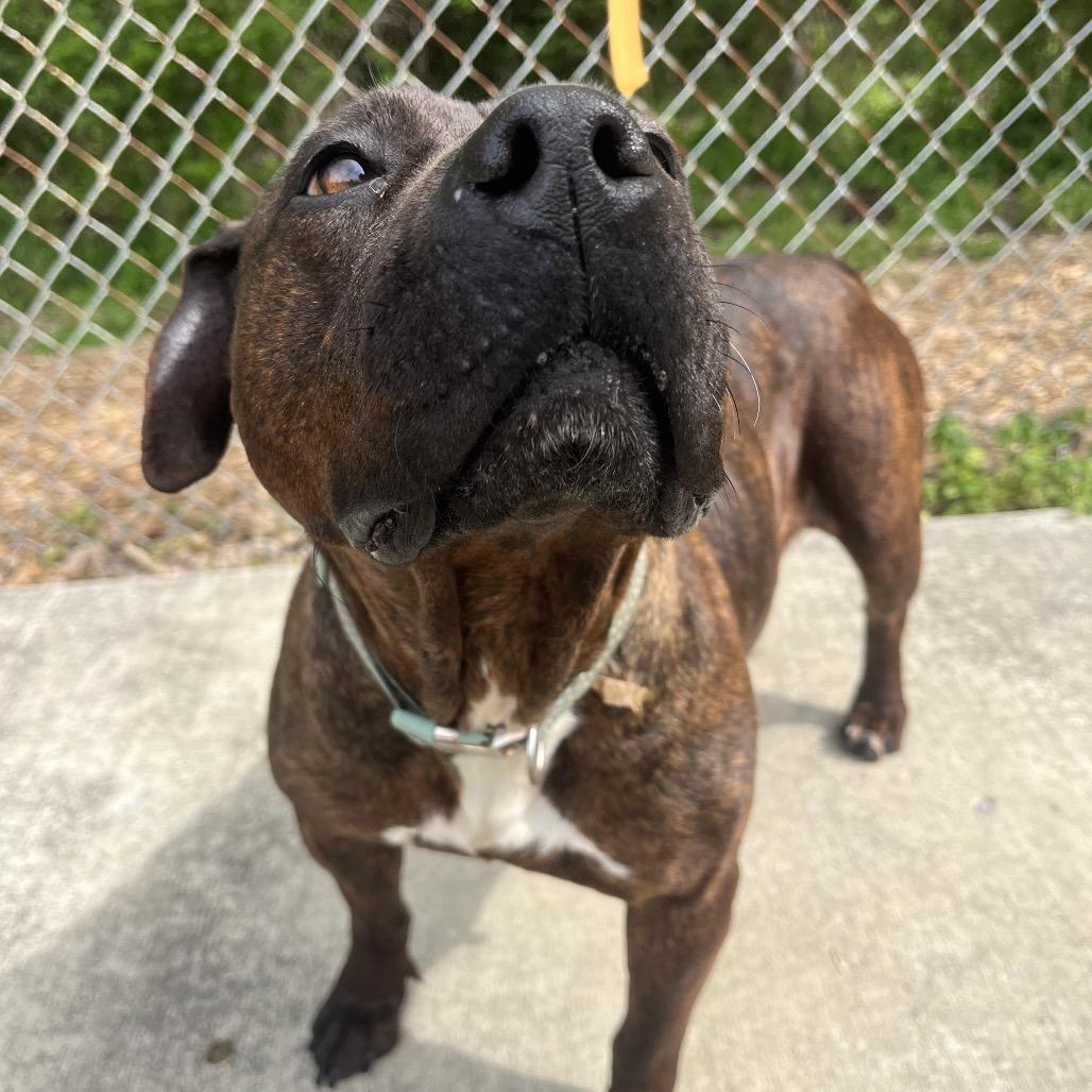 Daffodil, Adoptable, Adult Female Pit Bull Terrier.
