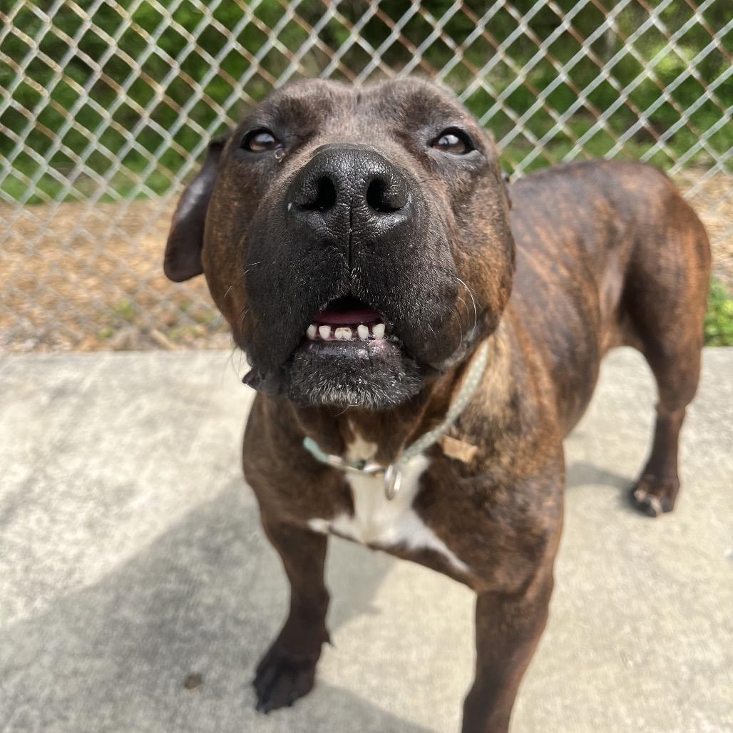 Enlarge Daffodil, a Adoptable Pit Bull Terrier in Belleville, IL image 2/6