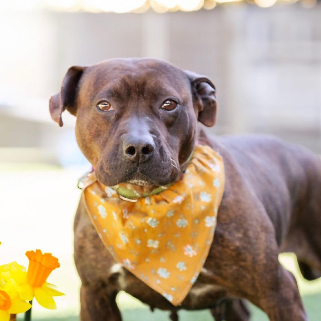 Enlarge Daffodil, a Adoptable Pit Bull Terrier in Belleville, IL image 3/6