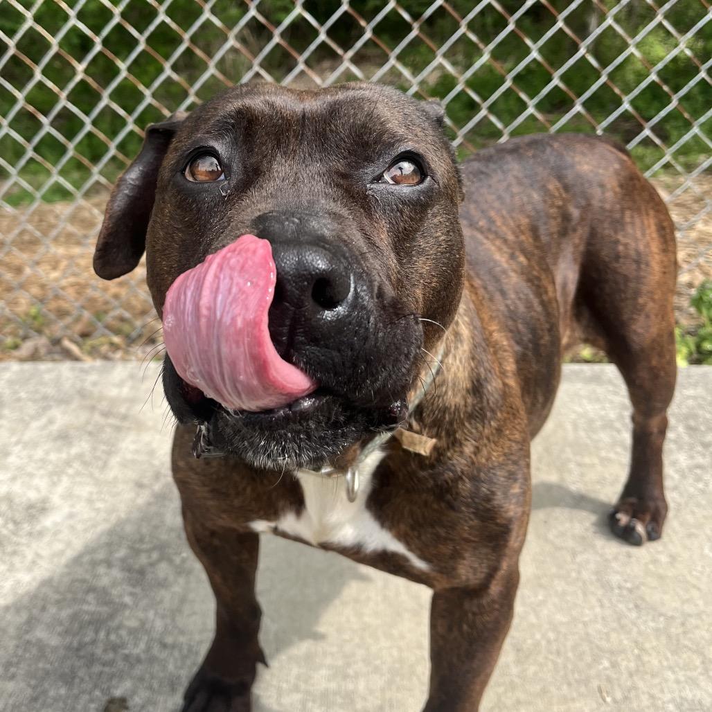 Enlarge Daffodil, a Adoptable Pit Bull Terrier in Belleville, IL image 4/6