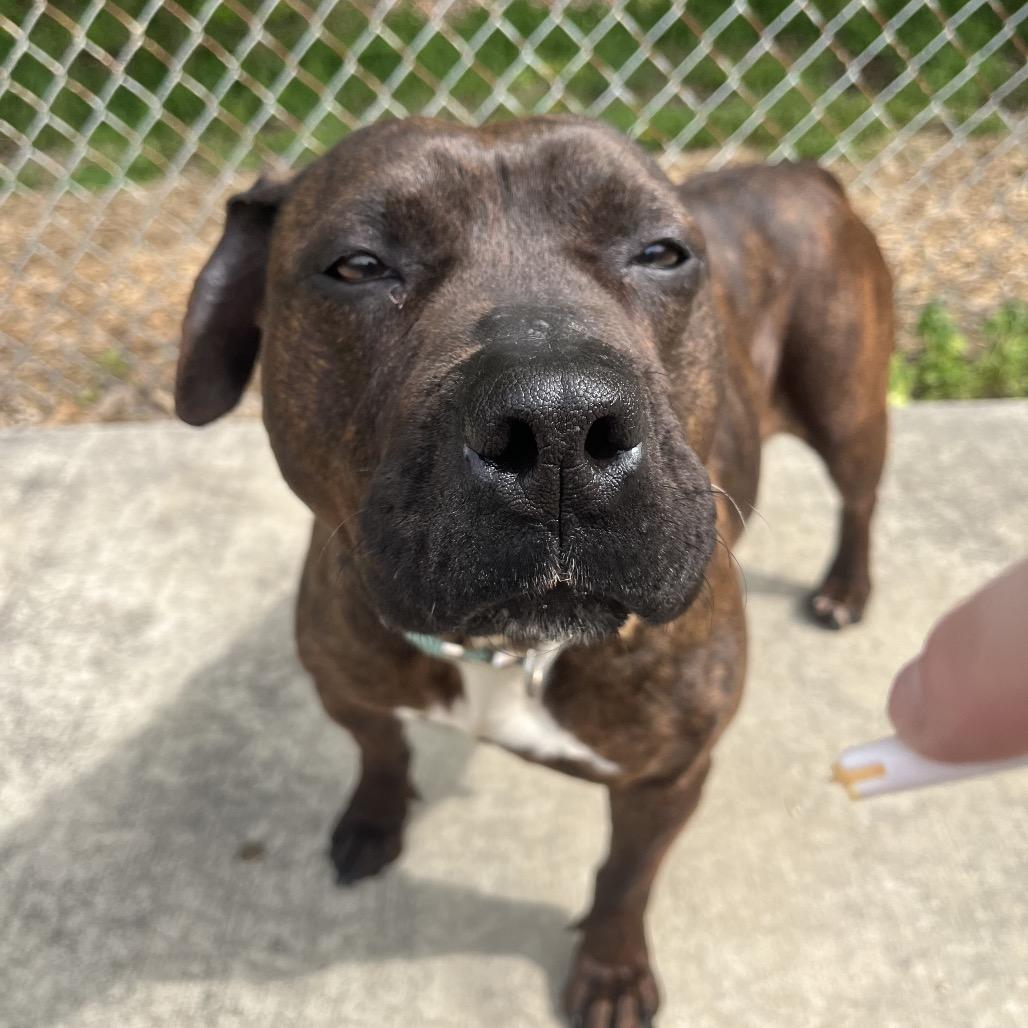 Enlarge Daffodil, a Adoptable Pit Bull Terrier in Belleville, IL image 5/6