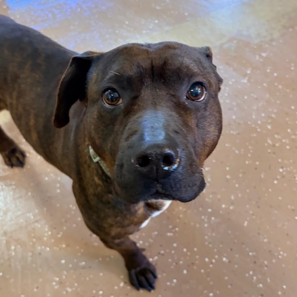 Enlarge Daffodil, a Adoptable Pit Bull Terrier in Belleville, IL image 1/2