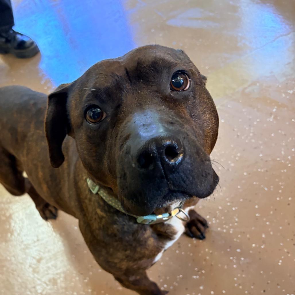 Enlarge Daffodil, a Adoptable Pit Bull Terrier in Belleville, IL image 2/2