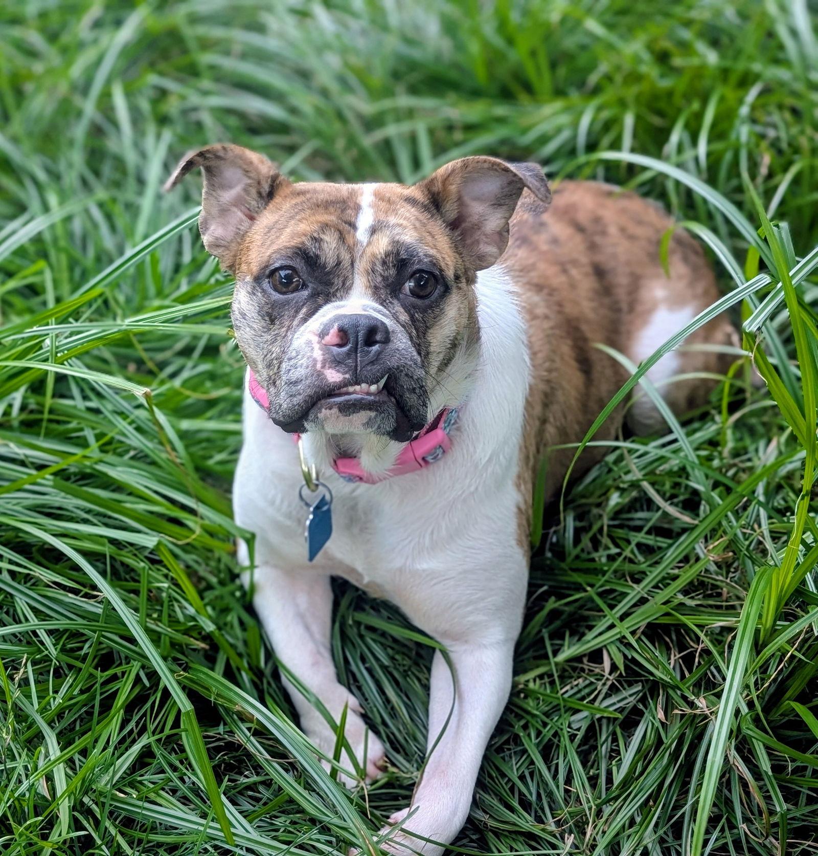 Mabel, Adoptable, Adult Female Pug & American Bulldog.