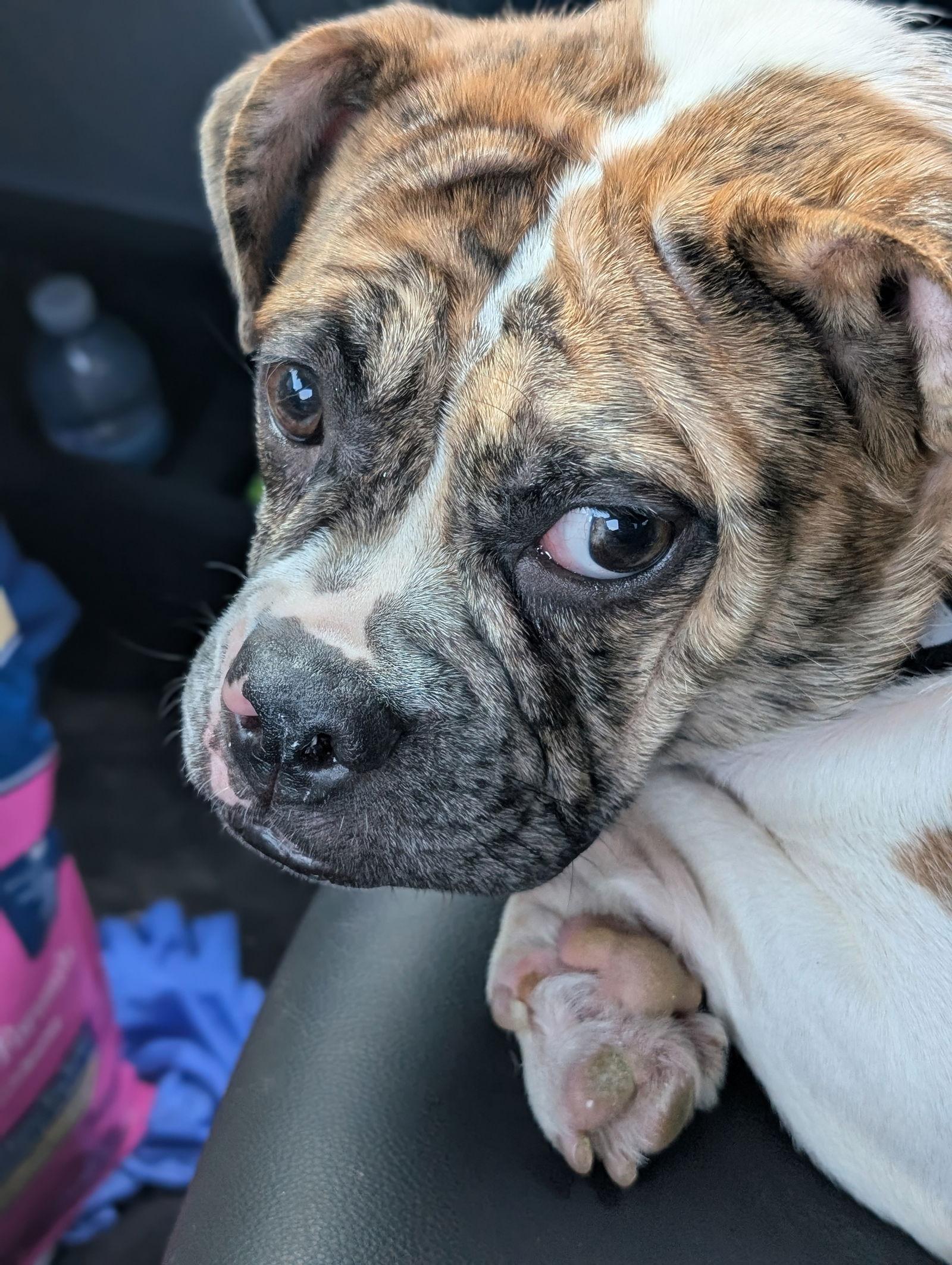 Enlarge Mabel, a Adoptable mixed breed in London, ON image 2/3