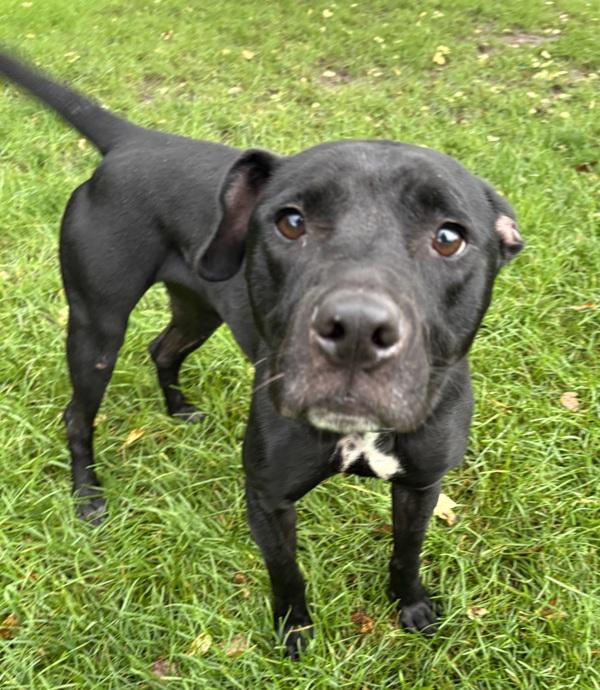 Roo, Adoptable, Young Female Pit Bull Terrier & American Bulldog.