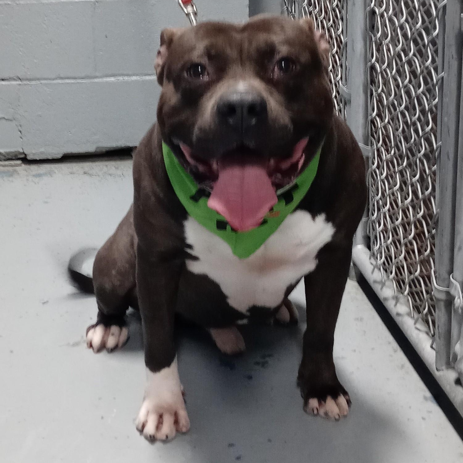 Enlarge PHAT BOY, a Adoptable American Bully in Staten Island, NY image 1/4