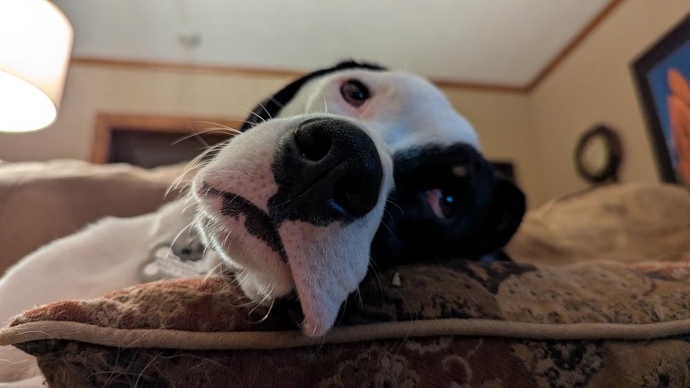 Enlarge Available for Adoption - Hummer (MI, USA), a Adoptable Pointer in Morton, IL image 1/4