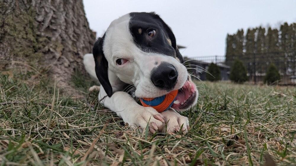 Available for Adoption - Hummer (MI, USA), Adoptable, Puppy Male Pointer.