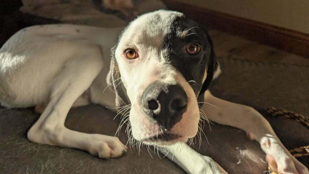 Available for Adoption - Hummer (IL, USA), a Adoptable Pointer in Morton, IL image 3/5