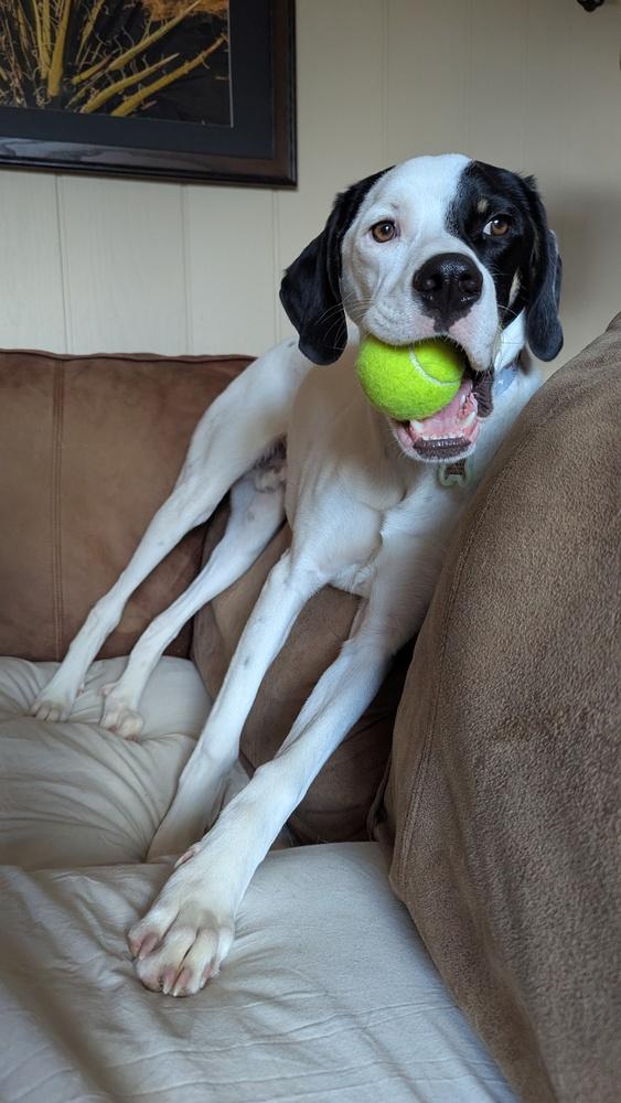 Enlarge Available for Adoption - Hummer (MI, USA), a Adoptable Pointer in Morton, IL image 2/4
