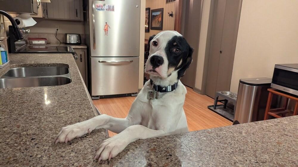 Available for Adoption - Hummer (IL, USA), Adoptable, Puppy Male Pointer.