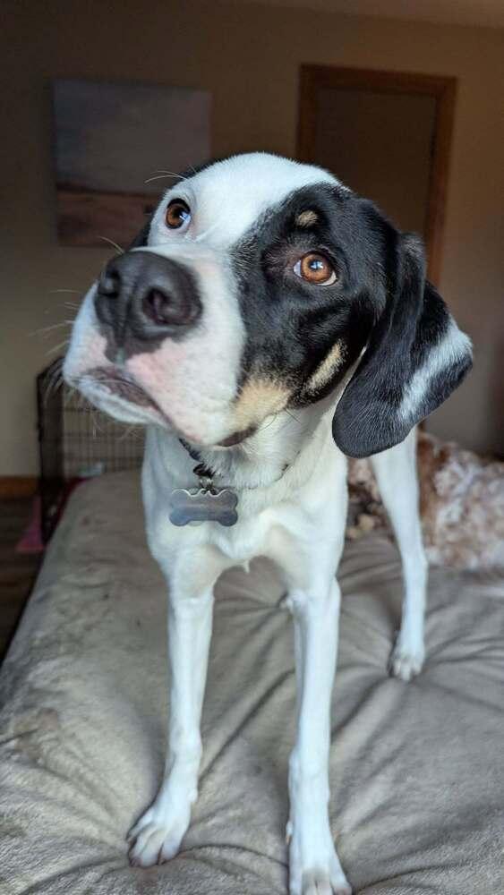 Available for Adoption - Hummer (IL, USA), a Adoptable Pointer in Morton, IL image 4/5