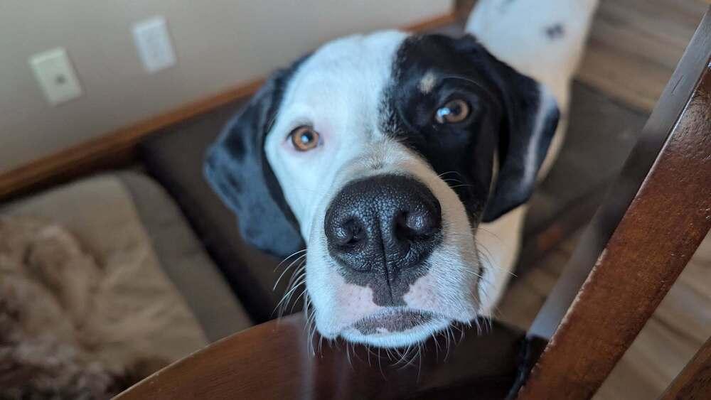 Available for Adoption - Hummer (IL, USA), a Adoptable Pointer in Morton, IL image 5/5