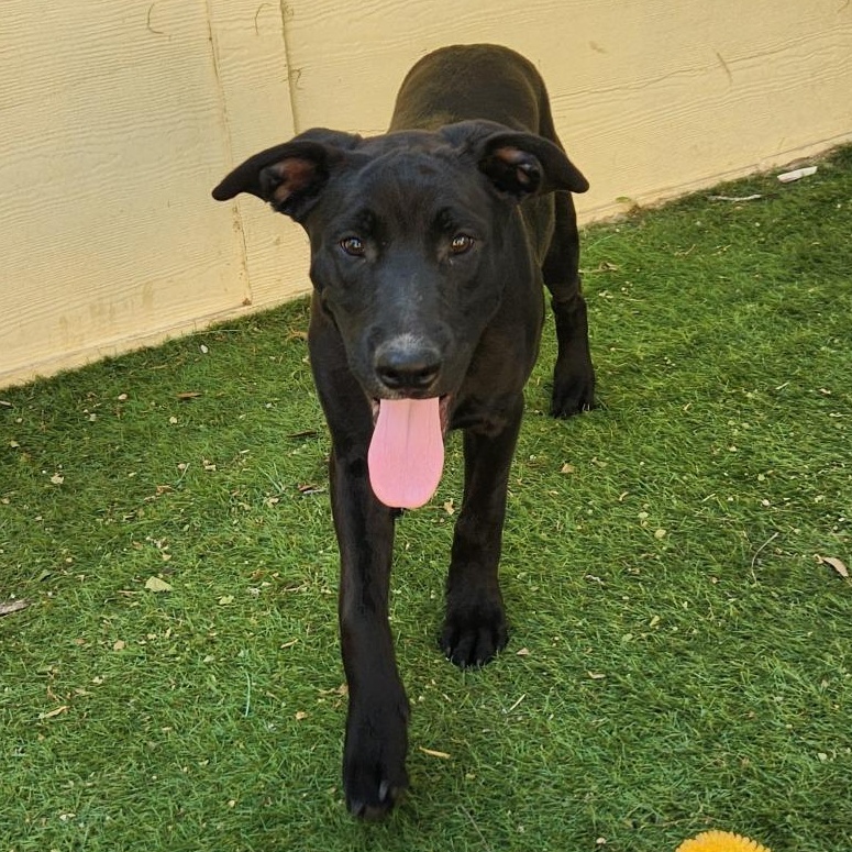 Benjamin LK, Baby Male Black Labrador Retriever
