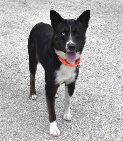 Enlarge Ronnie, a ADOPTABLE mixed breed in Inverness, FL image 2/2