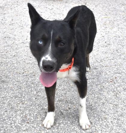 Enlarge Ronnie, a ADOPTABLE mixed breed in Inverness, FL image 1/2