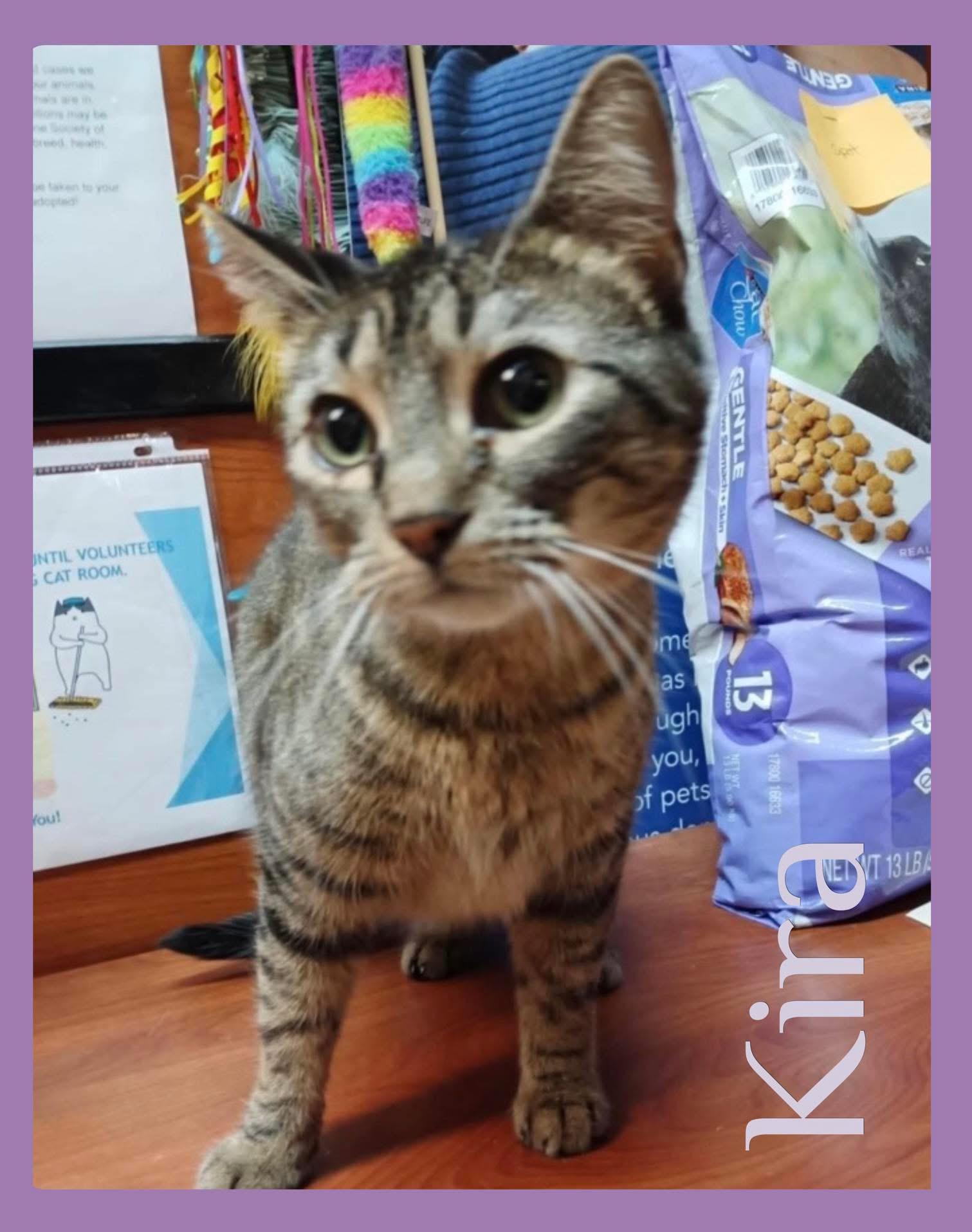 KIRA, ADOPTABLE, Young Female Tabby.