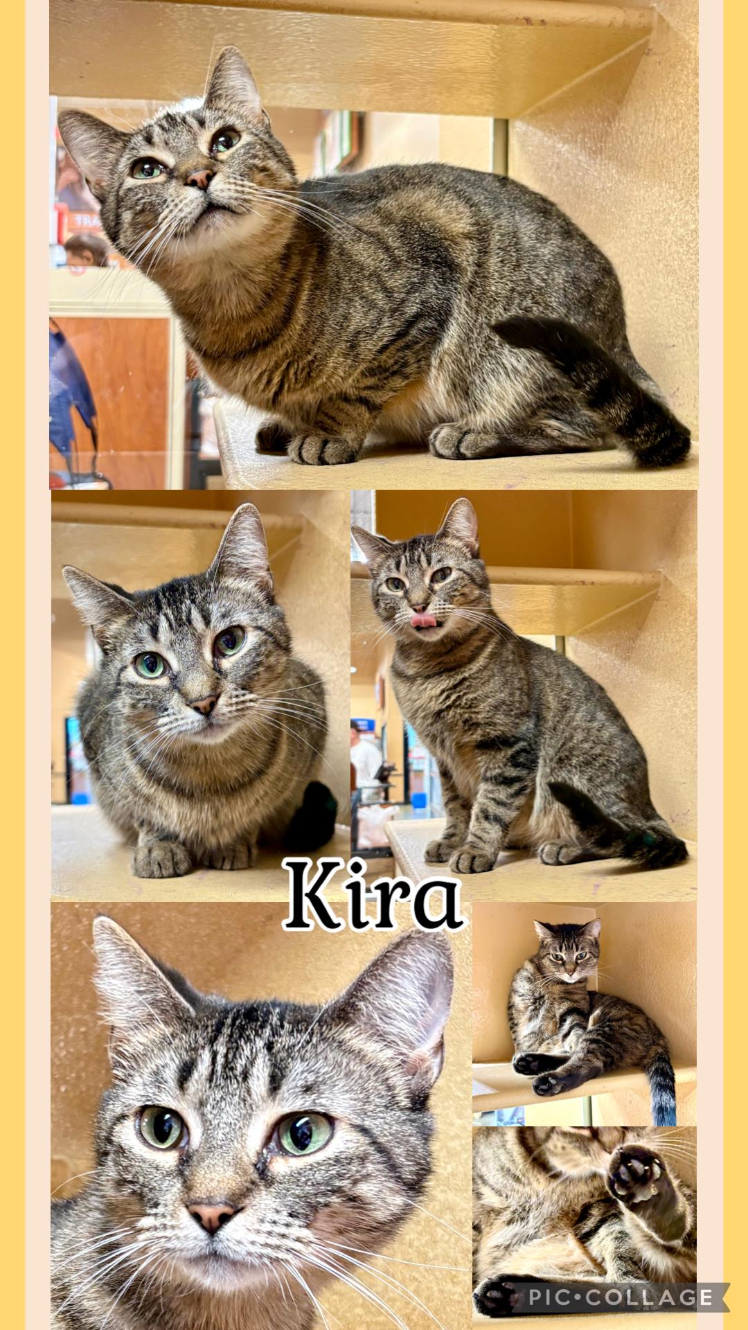 Enlarge KIRA, a ADOPTABLE Tabby in Lawton, OK image 1/1