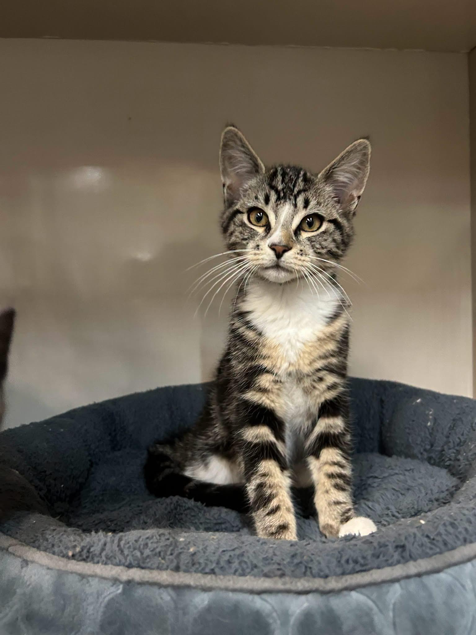 Enlarge Murphy, a Adoptable Domestic Short Hair in Peace River, AB image 1/1