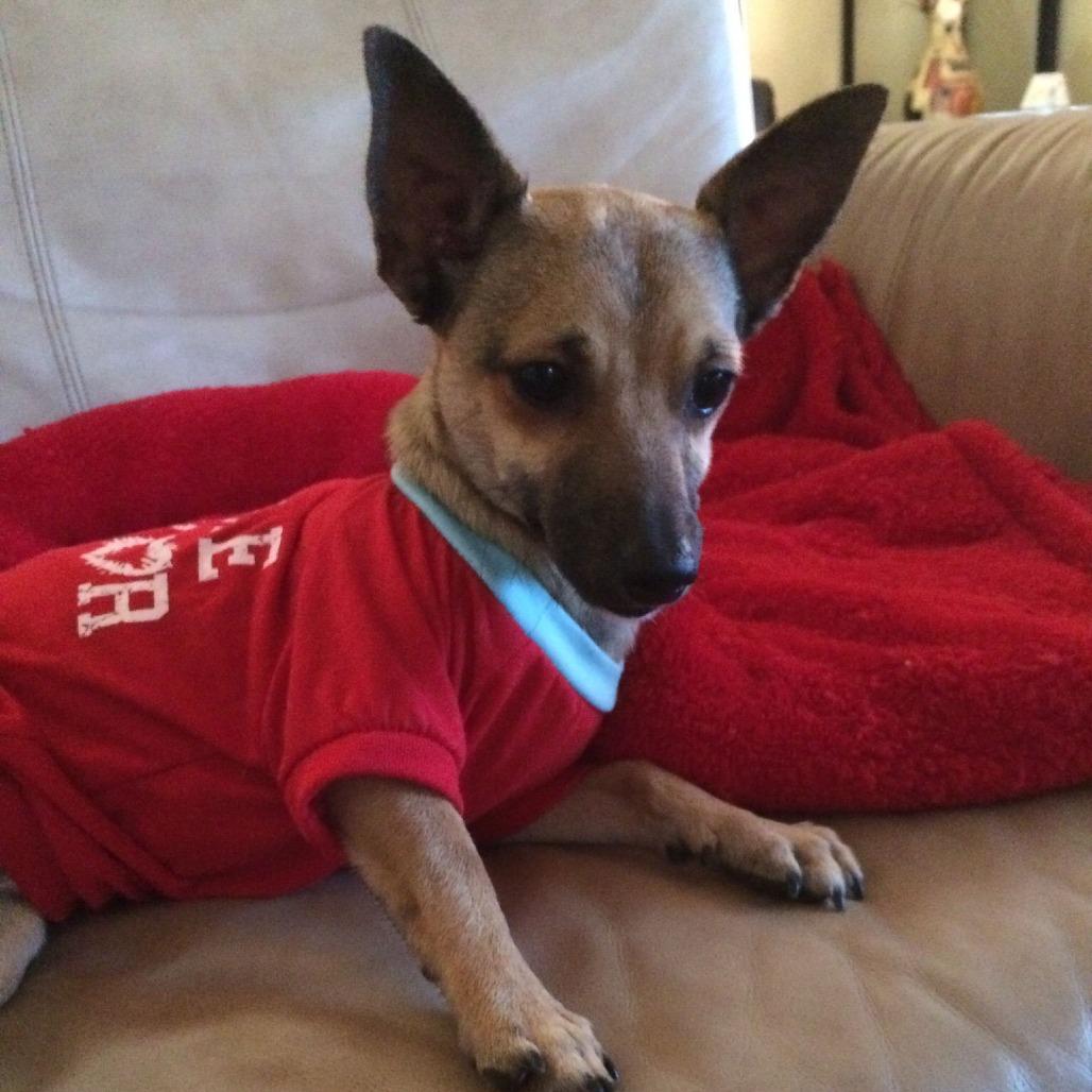 Brian, Adoptable, Senior Male Chihuahua.