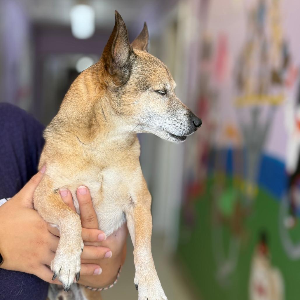 Brian, Adoptable, Senior Male Chihuahua.