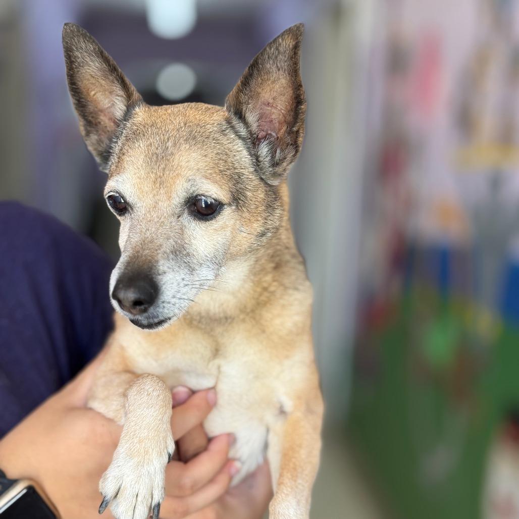 Brian, a Adoptable Chihuahua in Fresno, CA image 3/6