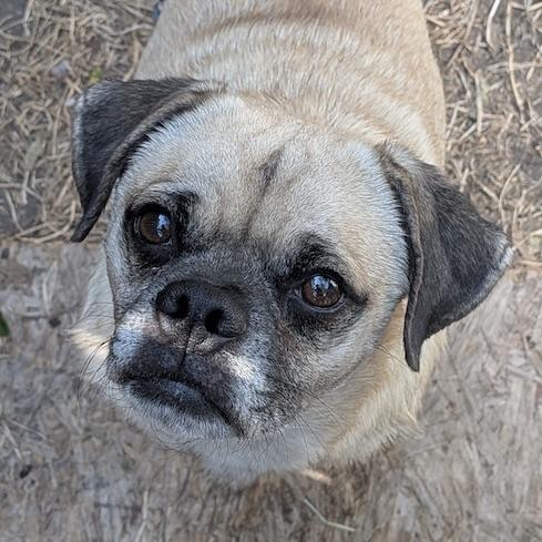 Enlarge Frank, a Adoptable mixed breed in Boise, ID image 5/6