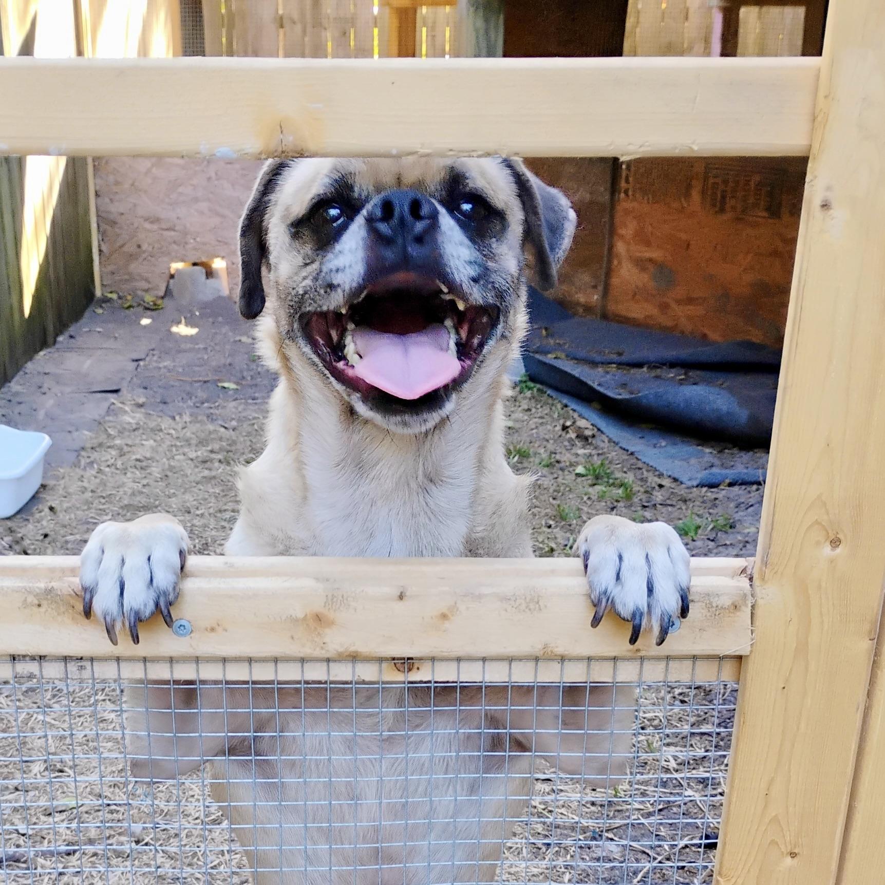 Frank, Adoptable, Adult Male Pug.
