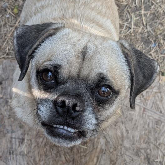 Enlarge Frank, a Adoptable mixed breed in Boise, ID image 2/6