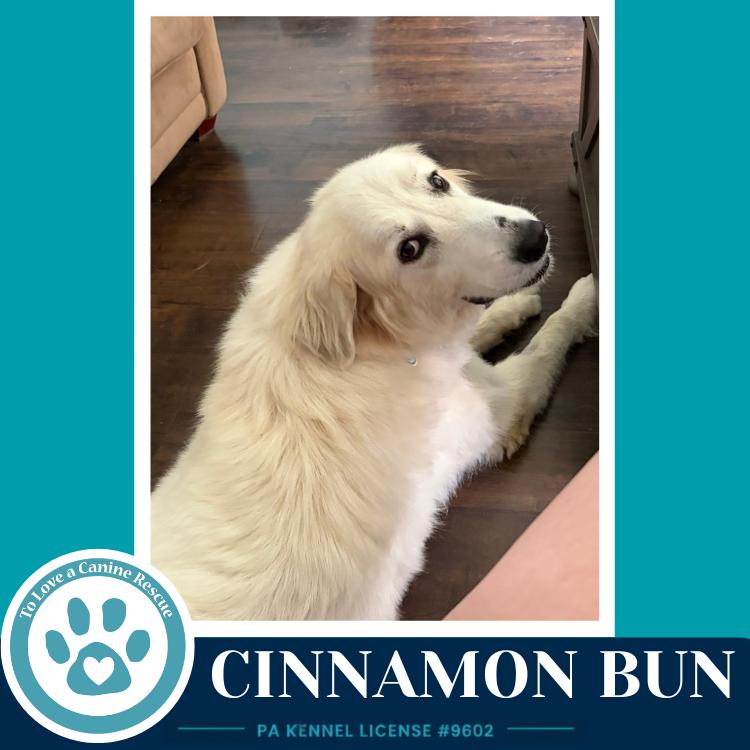 Cinnamon Bun 062726, Adoptable, Adult Female Great Pyrenees.