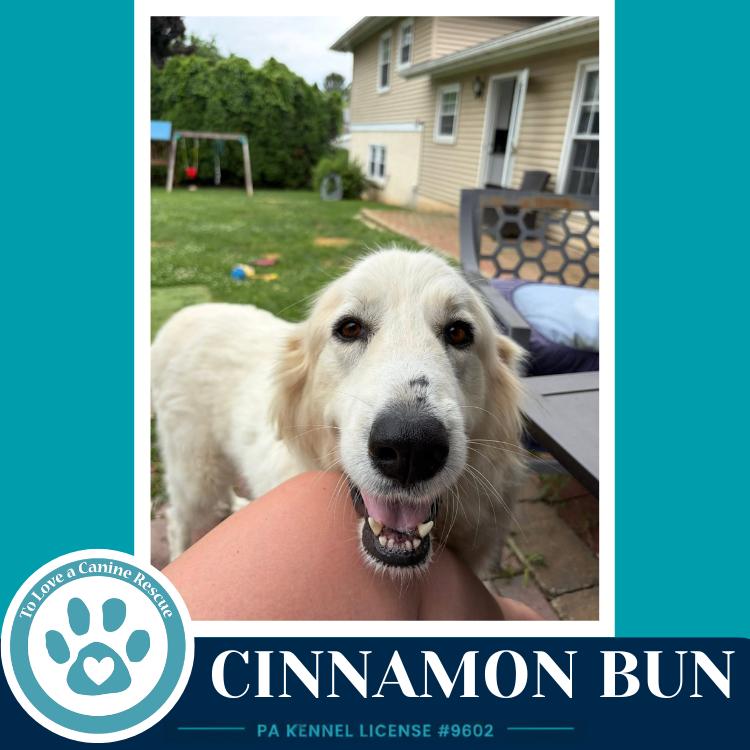 Enlarge Cinnamon Bun 062726, a Adoptable Great Pyrenees in Kimberton, PA image 2/6