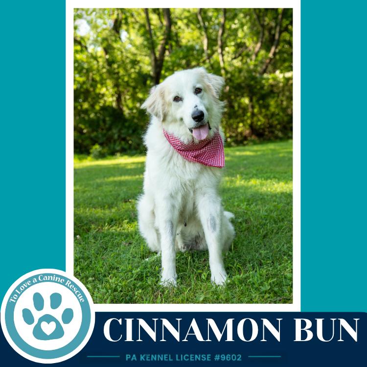Enlarge Cinnamon Bun 062726, a Adoptable Great Pyrenees in Kimberton, PA image 3/6