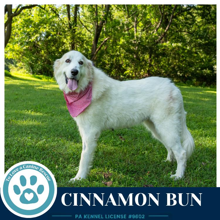 Enlarge Cinnamon Bun 062726, a Adoptable Great Pyrenees in Kimberton, PA image 4/6