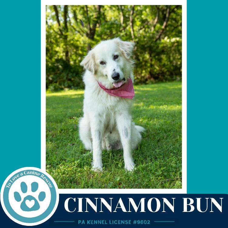 Enlarge Cinnamon Bun 062726, a Adoptable Great Pyrenees in Kimberton, PA image 5/6