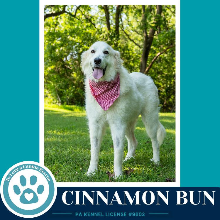 Enlarge Cinnamon Bun 062726, a Adoptable Great Pyrenees in Kimberton, PA image 6/6