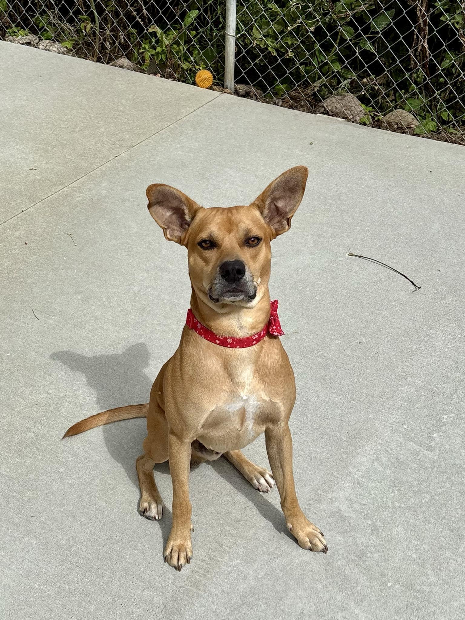 Pet Image