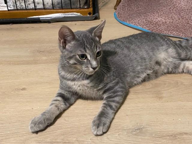 STEVIE, a ADOPTABLE Tabby in Niagara on the Lake, ON image 3/3