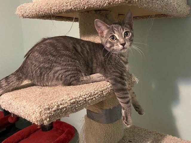 STEVIE, a ADOPTABLE Tabby in Niagara on the Lake, ON image 1/3